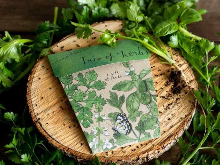 Herb Gifts of Seeds