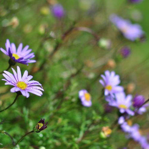 Christmas Native Daisies Gift of Seeds Set of 4 - Image 5