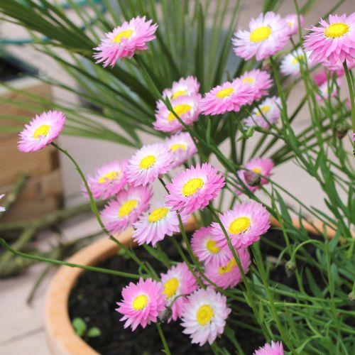 Christmas Native Daisies Gift of Seeds Set of 4 - Image 6