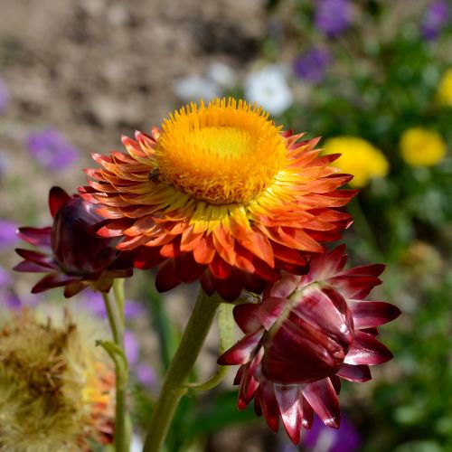 Christmas Native Daisies Gift of Seeds Set of 4 - Image 7