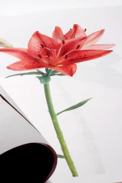 148_itunube_fresh_flowers22